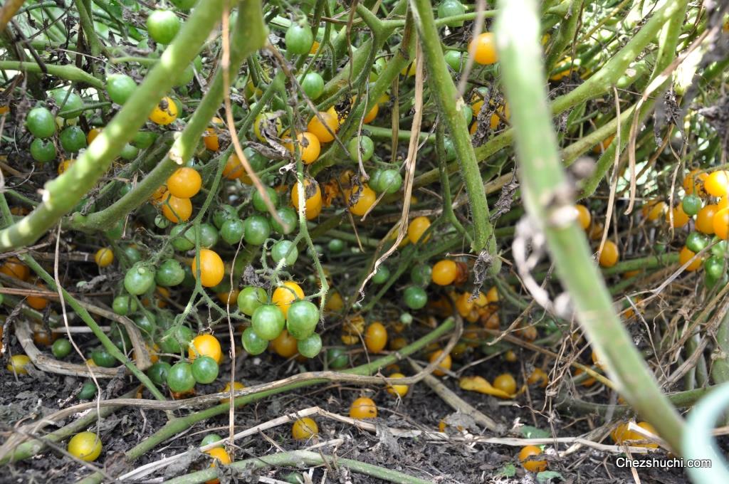 home grown  tomatoes